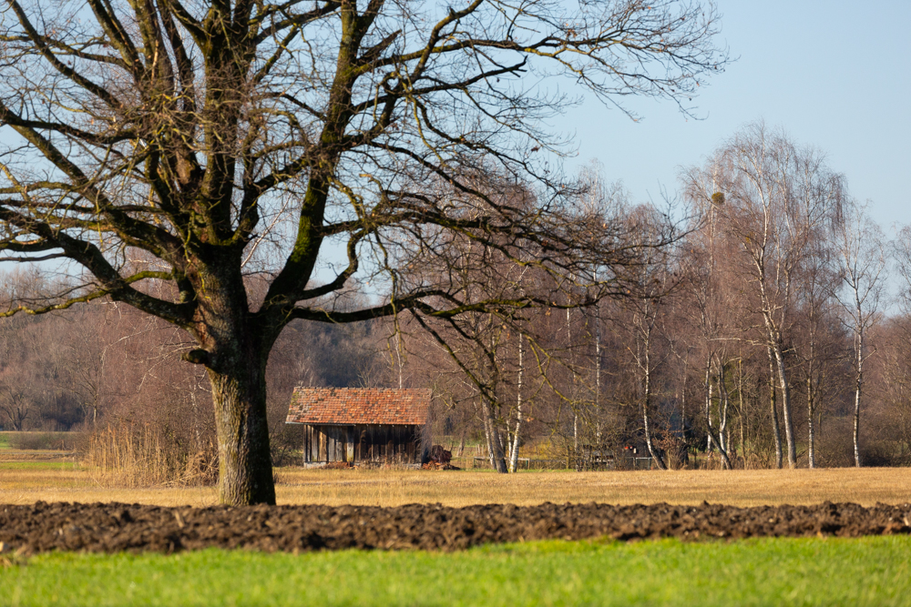 Lauteracherried im Jänner 30